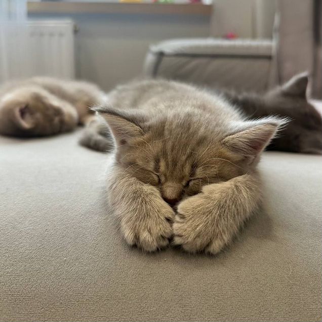 Невский маскарадный котёнок