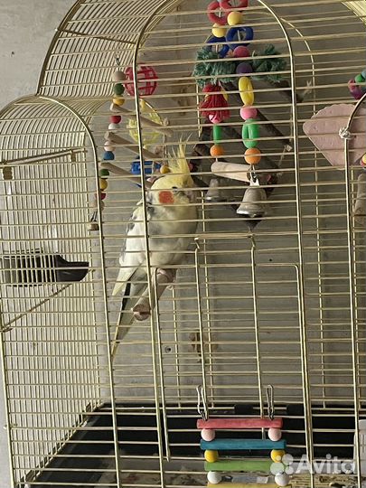 Попугай корелла с клеткой