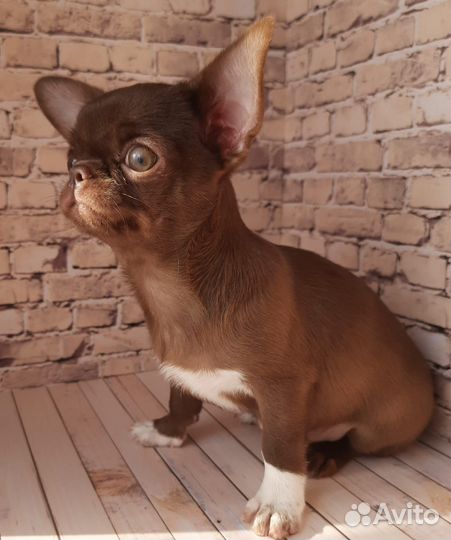 Чихуахуа девочка