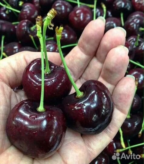 Вишня,черешни