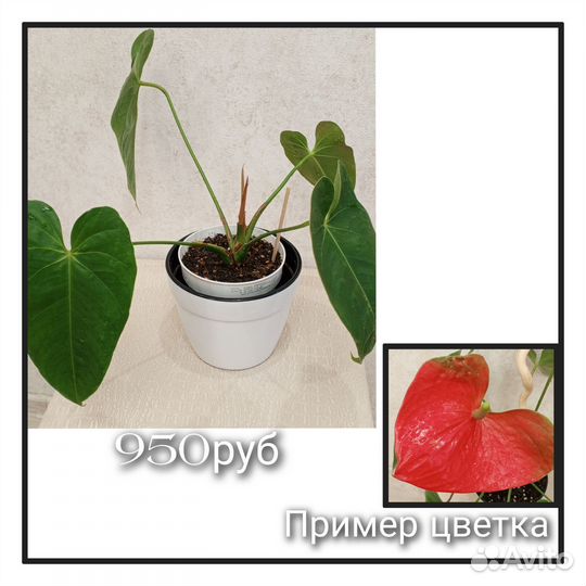 Антуриум