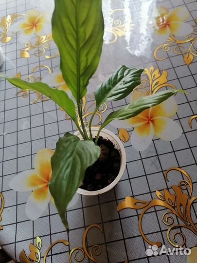 Спатифиллум