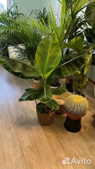 Банан, плодоносящий, подарок