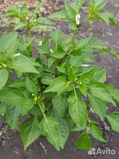 Перец балконный острый (огонек)