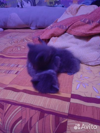 Кошка в дар