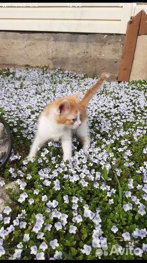 Домашние животные