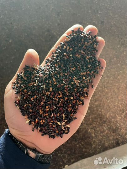 Семена суданки