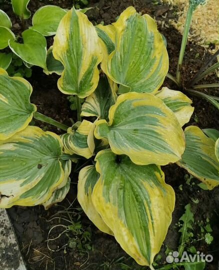 Хоста растение