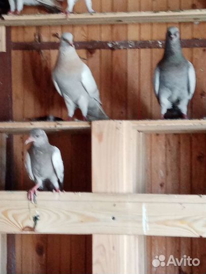Голуби