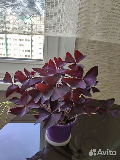 Кислица оксалис