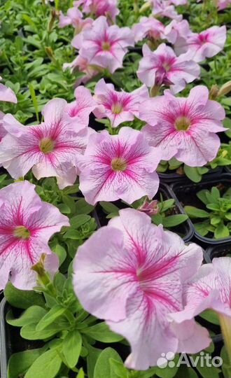 Рассада однолетних цветов