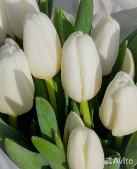 Тюльпаны к 8 марта розница