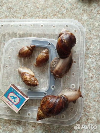 Улитки ахатины