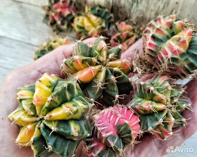 Кактусы и суккуленты