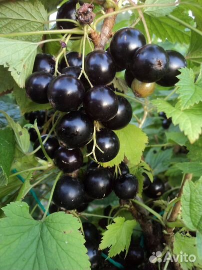 Смородина черная Фаворит - саженцы