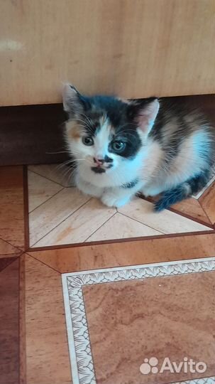 Отдам котят в хорошие руки