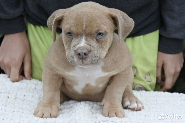 Американский булли мальчик