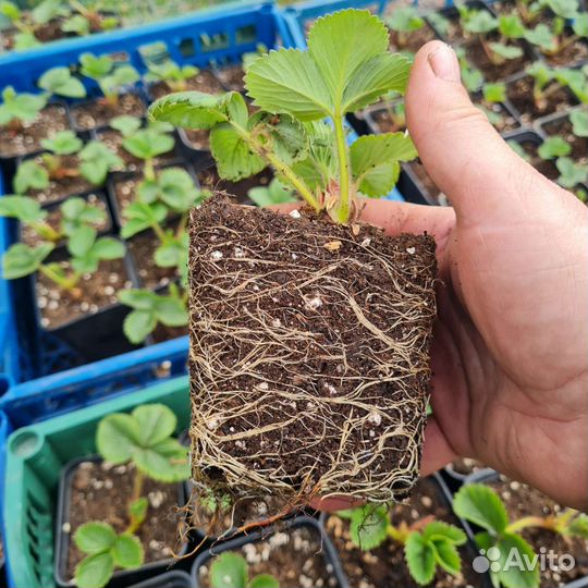 Рассада клубники