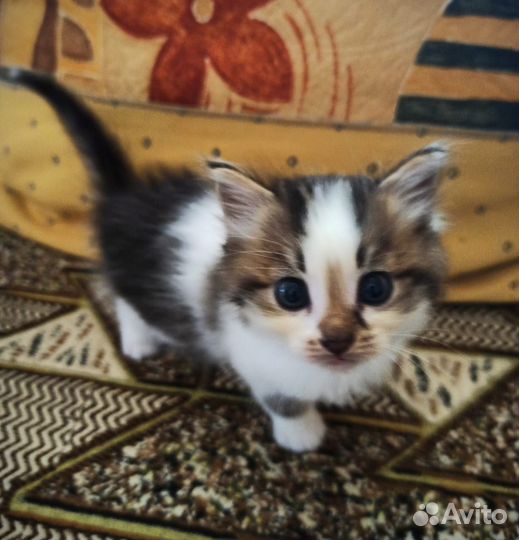 Котята отдам бесплатно