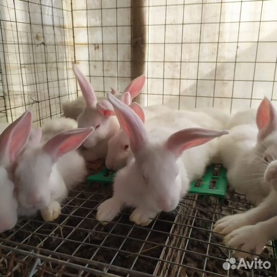 Кролик на разведение