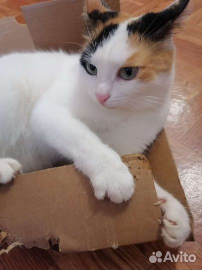 Кошка