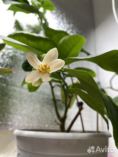 Лимон Мейера