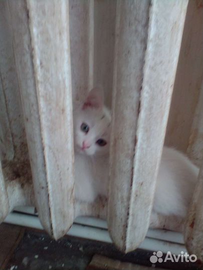 Продаю котят