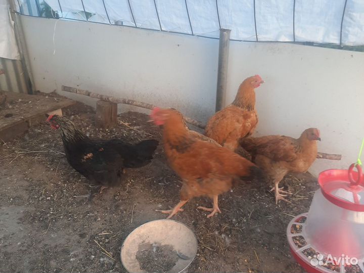 Молодые петухи