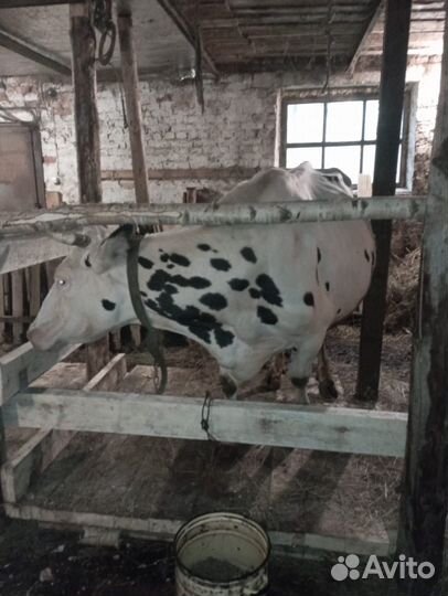 Голштинизированная черно-пестрая корова