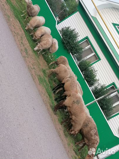 Овцы, бараны