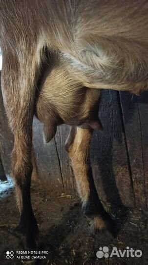 Продаю молочных коз