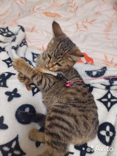 Котёнок- девочка мурлыка