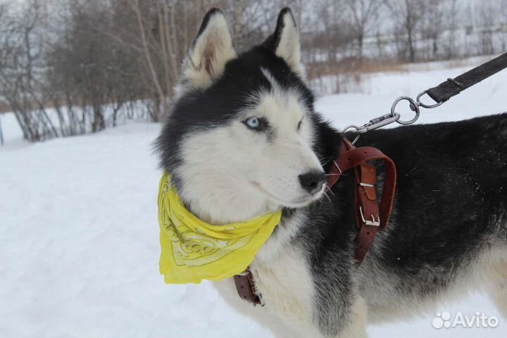 Сибирский хаски Ян спасён от смерти