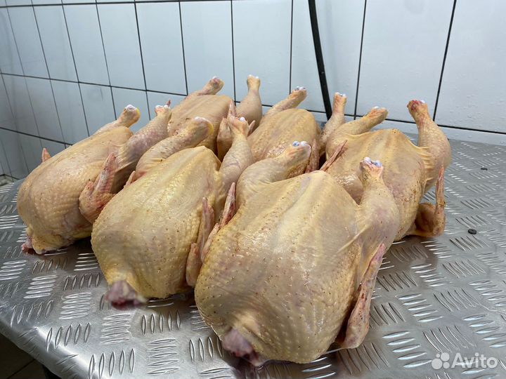 Мясо домашней птицы