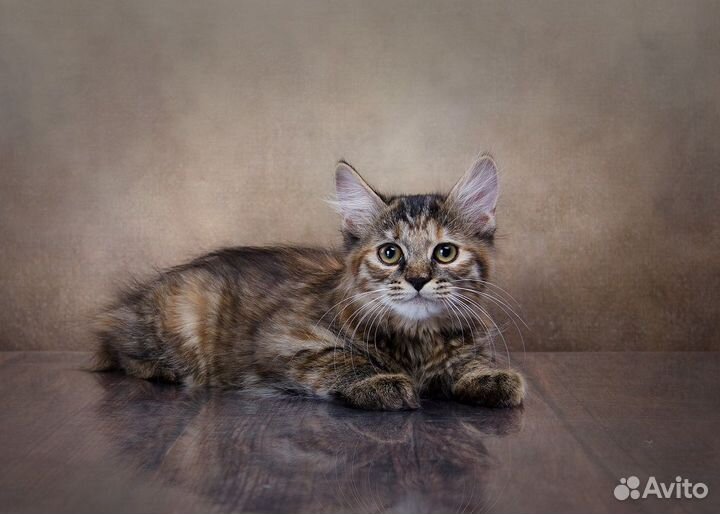 Шикарные курилы