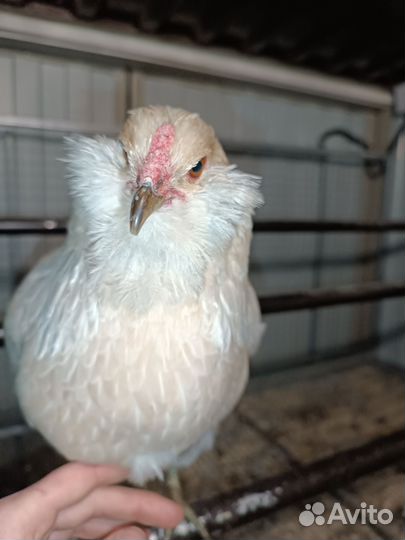 Амерауканы