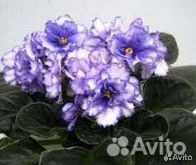 Фиалки сортовые детки или срез