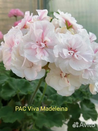 Пеларгония сортовая