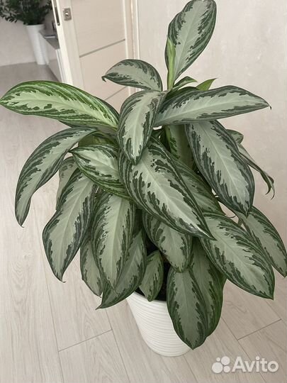 Домашние цветы