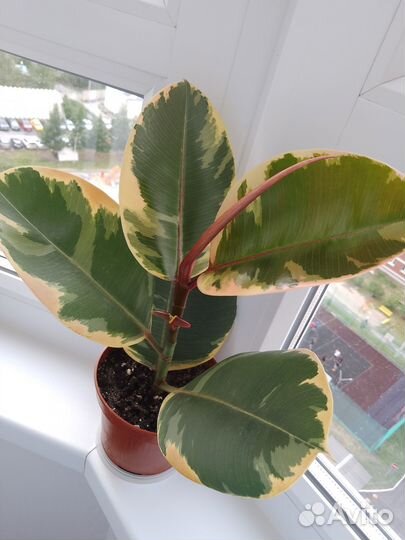 Фикус Тинеке