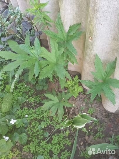 Лобазник(Таволга )