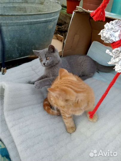 Кошка в дар