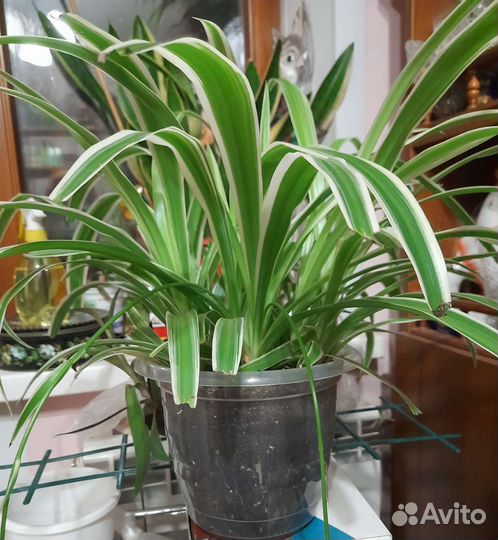 Цветок осока