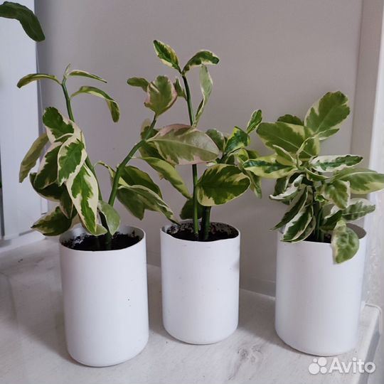 Педилантус