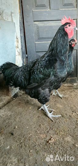 Петухи Джерсийский гигант