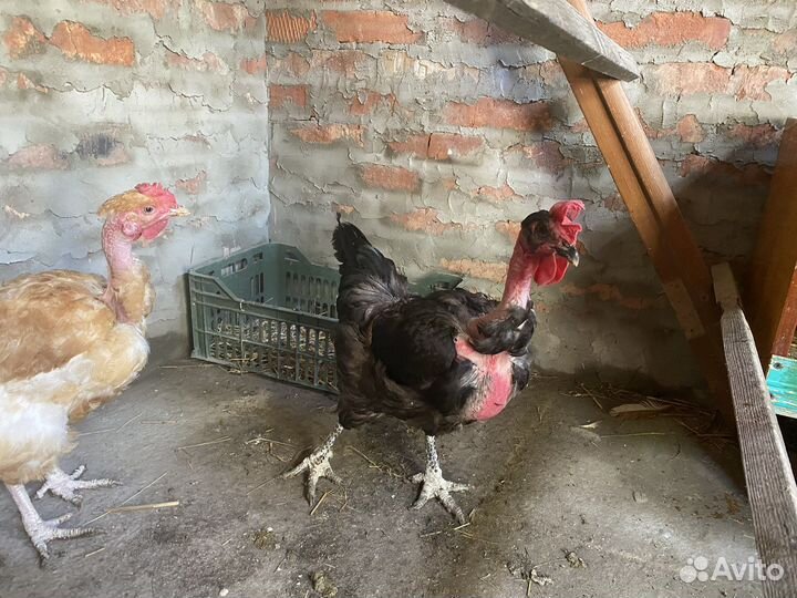 Куры голошейки