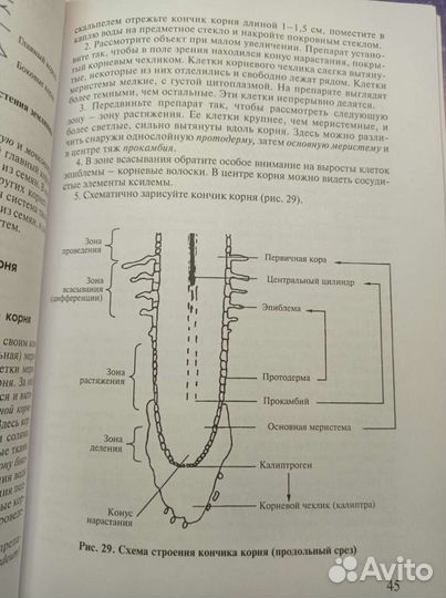 Практикум по анатомии и морфологии высших растений