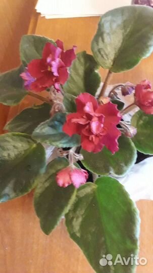 Фиалки- растюшки-малышки