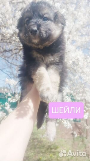 Малышки ждут мам пап