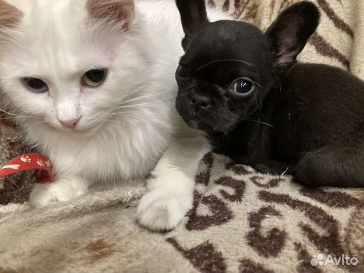 Шенок французский бульдог